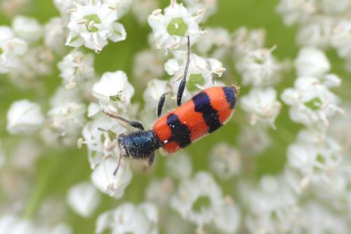 Trichodes apiarius